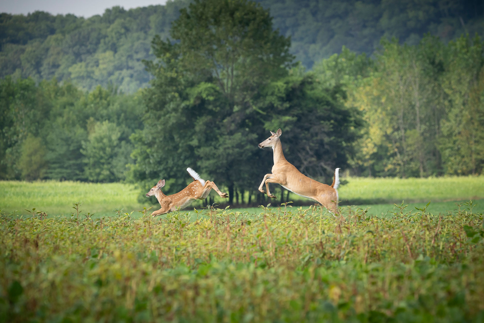 Holler Dogs Land Management mission 1