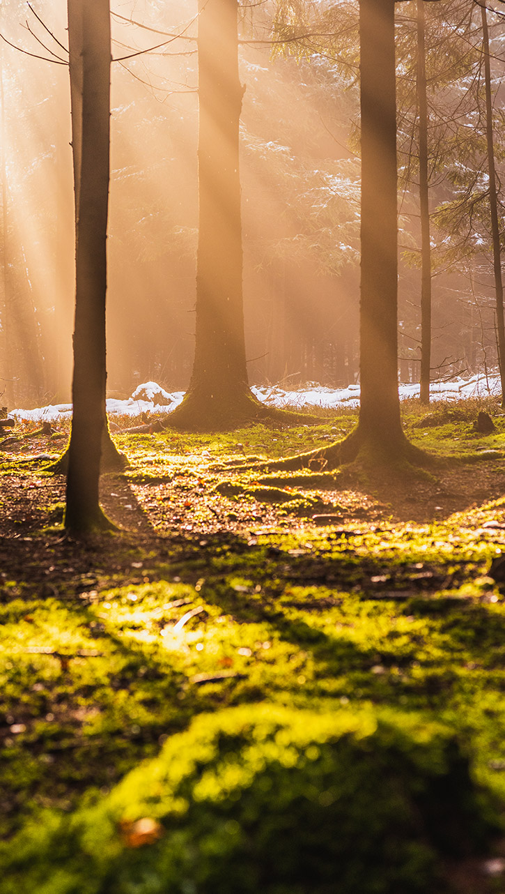 Holler Dogs Land Management mission 3