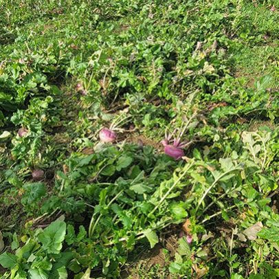 services-galler-image-24