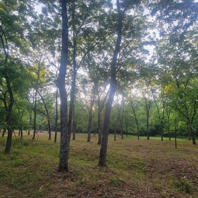 services-galler-image-4